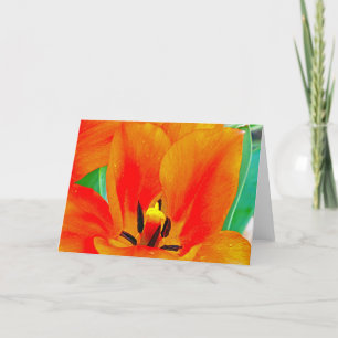 Oranje Tulip Kaart