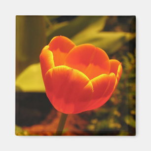 Oranje Tulip Magneet