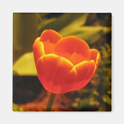 Oranje Tulip Magneet (Voorkant)