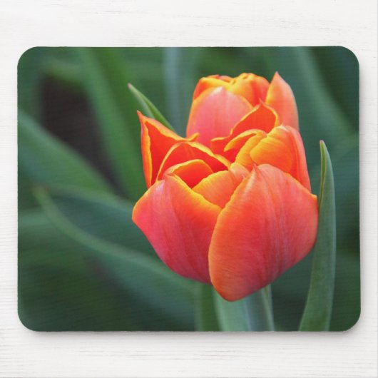 Oranje Tulip Muismat (Voorkant)