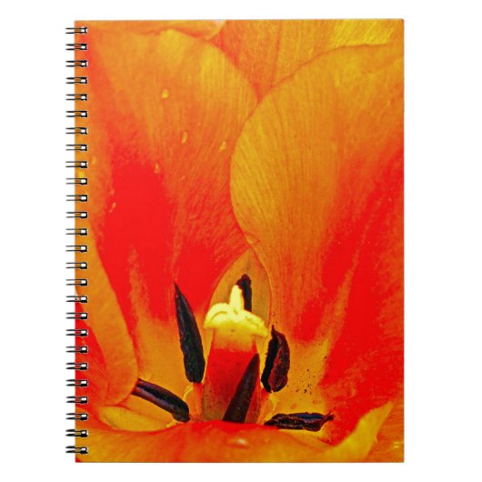 Oranje Tulip Notitieboek (Voorkant)