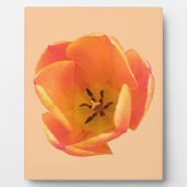 Oranje Tulip Plaque Fotoplaat (Voorkant)