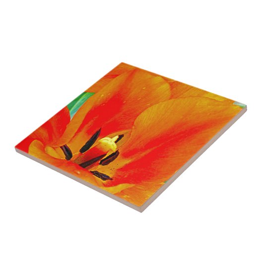 Oranje Tulip Tegeltje (Zijkant)