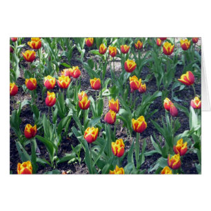 Oranje Tulips