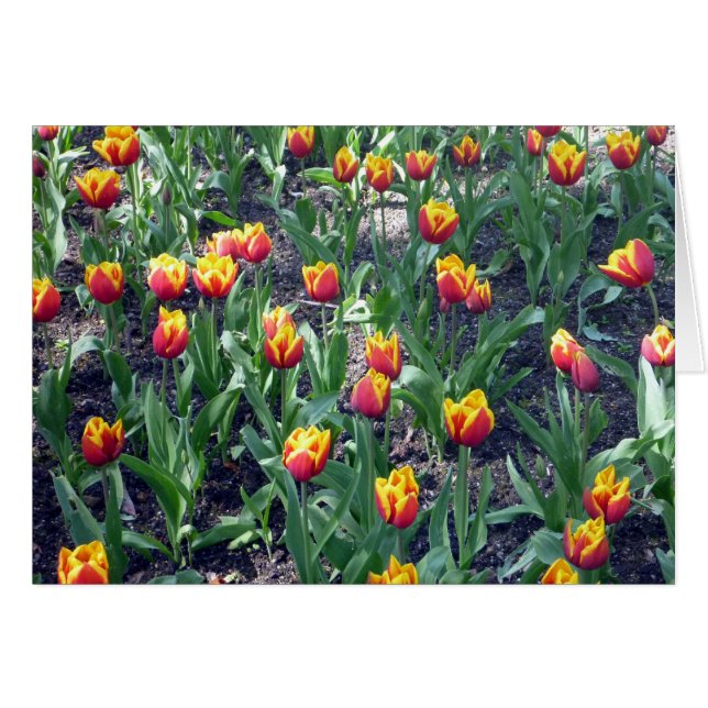 Oranje Tulips (Voorkant Horizontaal)