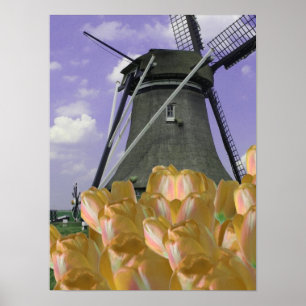 Oranje Tulips Mill Holland Poster Art