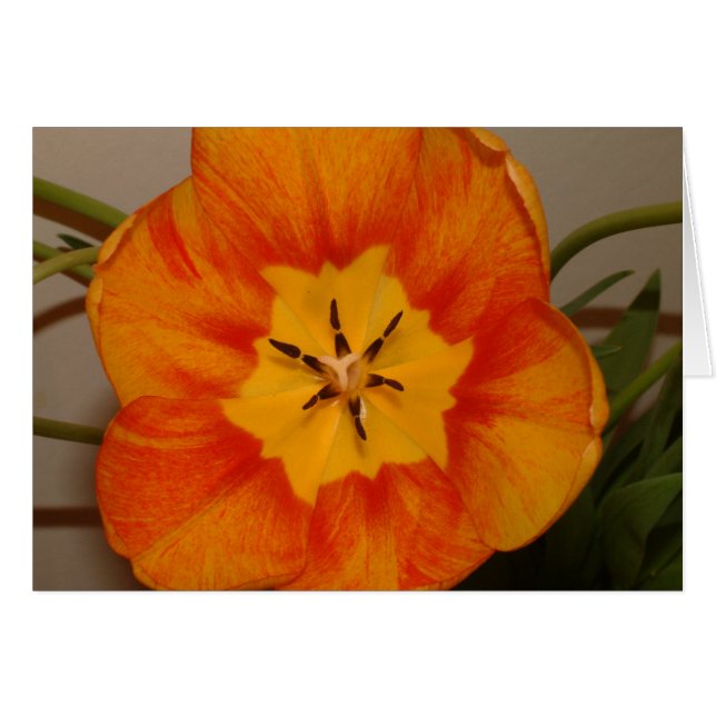 oranje tulp (Voorkant Horizontaal)