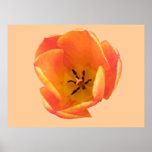 Oranje Tulp-afdrukken Poster (Voorkant)
