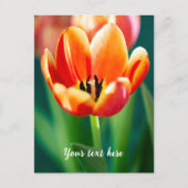 Oranje Tulp Ansichtkaart Feestdagenkaart (Voorkant)