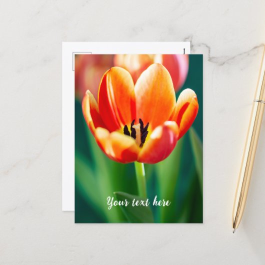 Oranje Tulp Ansichtkaart Feestdagenkaart (Voorkant / Achterkant in situ)