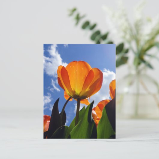 Oranje Tulp, blauwe hemel Briefkaart (Staand voorkant)