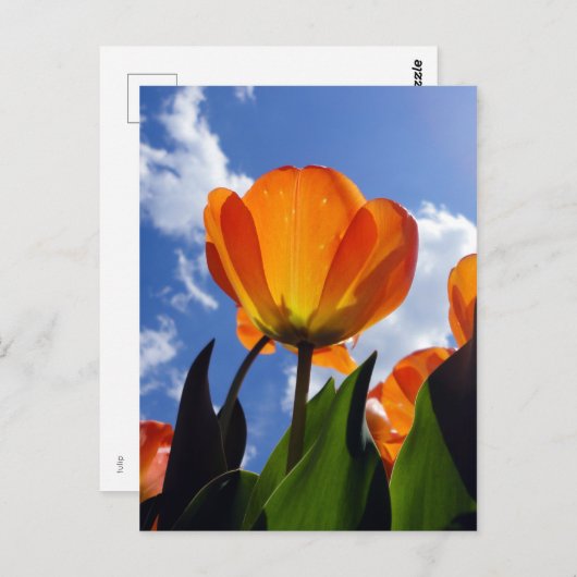 Oranje Tulp, blauwe hemel Briefkaart (Voorkant / Achterkant)
