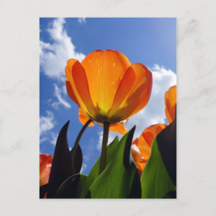 Oranje Tulp, blauwe hemel Briefkaart