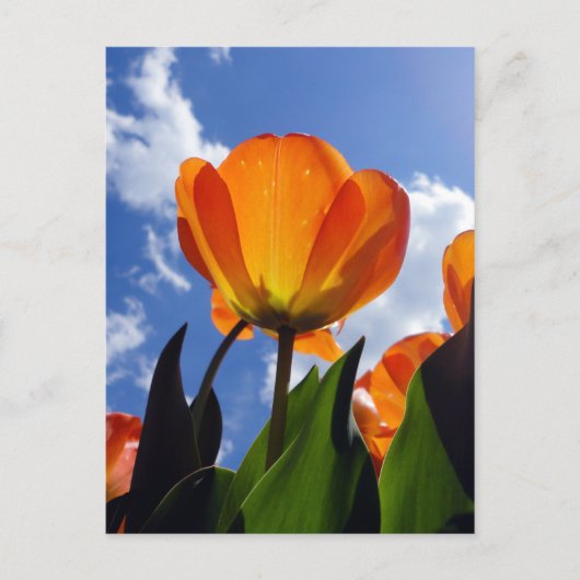 Oranje Tulp, blauwe hemel Briefkaart (Voorkant)
