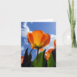 Oranje Tulp, blauwe hemel Notitiekaartje