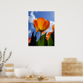 Oranje Tulp, blauwe hemel Poster (Keuken)