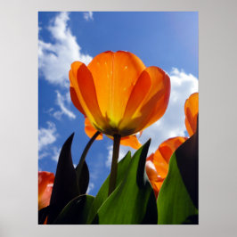Oranje Tulp, blauwe hemel Poster
