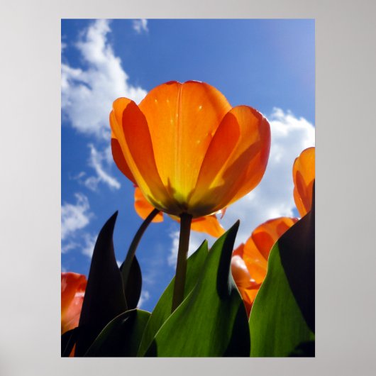 Oranje Tulp, blauwe hemel Poster (Voorkant)