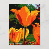 Oranje tulp briefkaart (Voorkant)