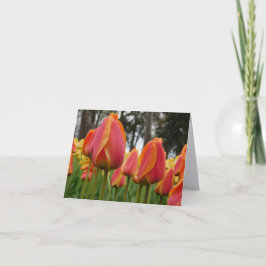Oranje Tulp Fijne Kunst Fotografie Vouwbare Notiti Bedankkaart