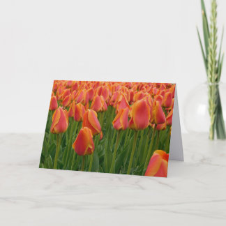 Oranje Tulp Fijne Kunst Fotografie Vouwbare Notiti Bedankkaart