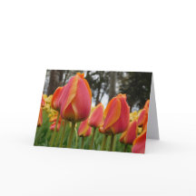 Oranje Tulp Fijne Kunst Fotografie Vouwbare Notiti