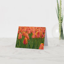 Oranje Tulp Fijne Kunst Fotografie Vouwbare Notiti
