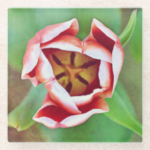 Oranje Tulp Flower Art Onderzetter