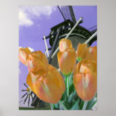 Oranje Tulp Poster (Voorkant)