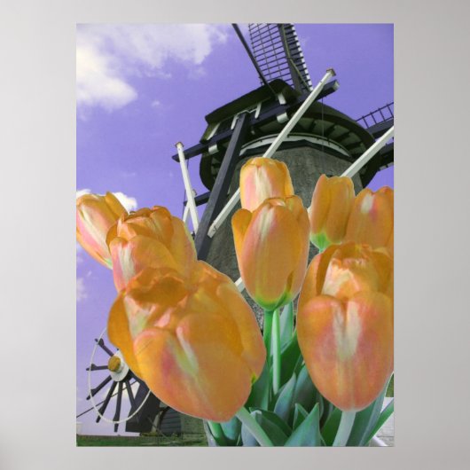 Oranje Tulp Poster (Voorkant)