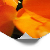 Oranje Tulp Reikt naar de Hemel Poster (Hoek)