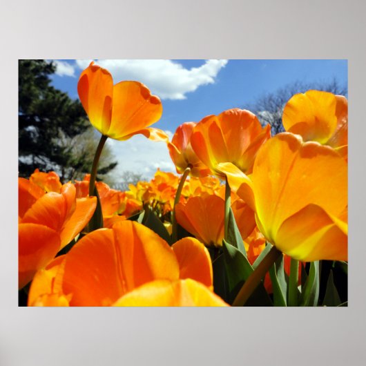 Oranje Tulp Reikt naar de Hemel Poster (Voorkant)