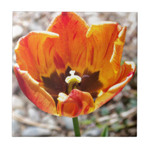 Oranje tulp tegeltje