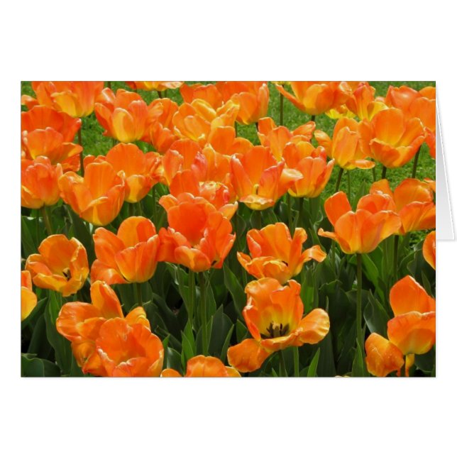 Oranje Tulpen (Voorkant Horizontaal)