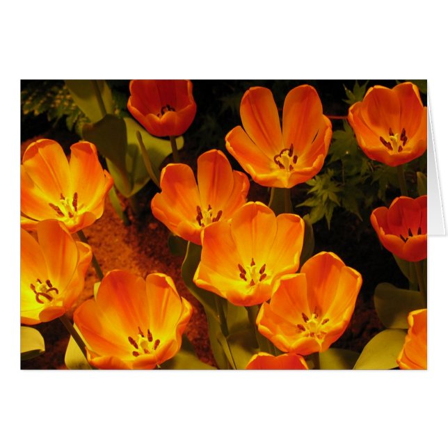 Oranje Tulpen (Voorkant Horizontaal)