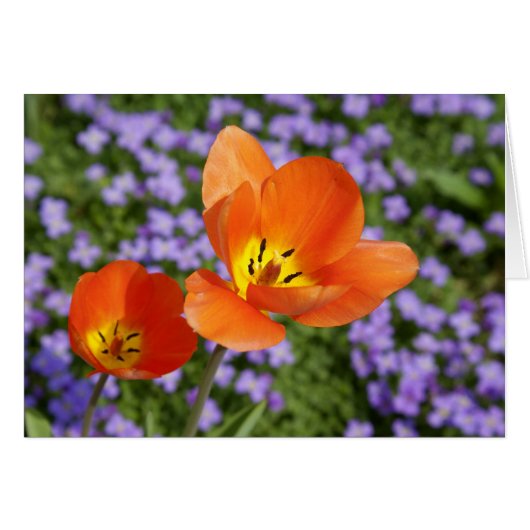 Oranje Tulpen (Voorkant Horizontaal)