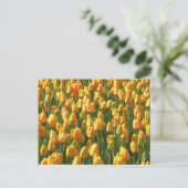 Oranje Tulpen Briefkaart (Staand voorkant)