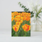 Oranje Tulpen Briefkaart (Staand voorkant)