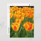 Oranje Tulpen Briefkaart (Voorkant / Achterkant)