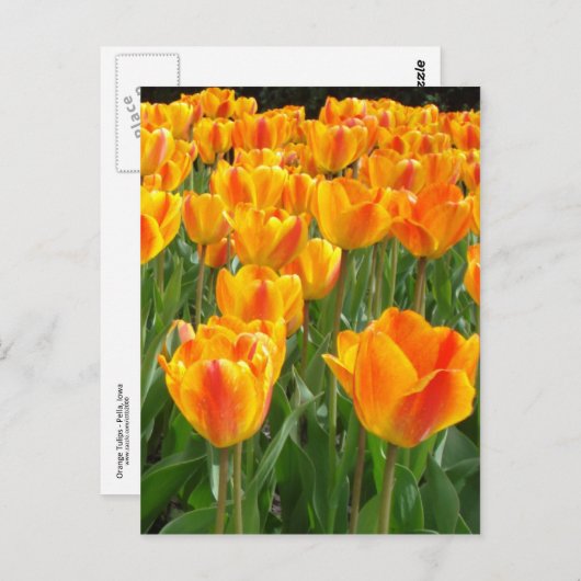 Oranje Tulpen Briefkaart (Voorkant / Achterkant)