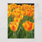 Oranje Tulpen Briefkaart (Voorkant)