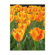 Oranje Tulpen