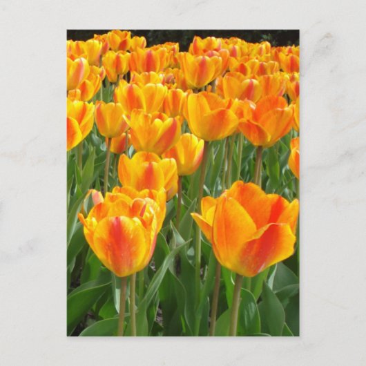 Oranje Tulpen Briefkaart (Voorkant)