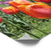 Oranje Tulpen, Elizabeth Park Gardens Hartford CT Poster (Hoek)