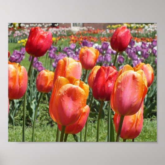 Oranje Tulpen, Elizabeth Park Gardens Hartford CT Poster (Voorkant)