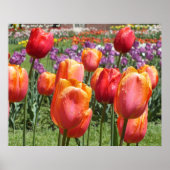 Oranje Tulpen, Elizabeth Park Gardens Hartford CT Poster (Voorkant)