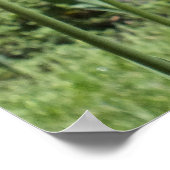 Oranje Tulpen, Elizabeth Park Gardens Hartford CT Poster (Hoek)