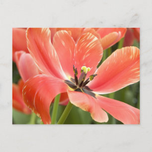 oranje tulpen in bloei ansichtkaart briefkaart