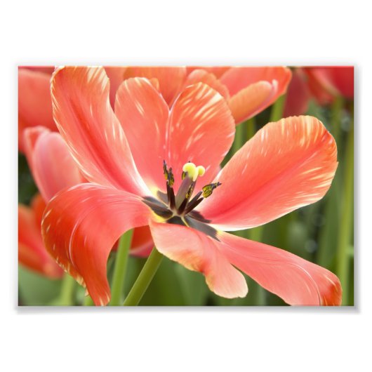 oranje tulpen in bloei foto afdruk (Voorkant)