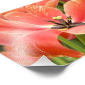 oranje tulpen in bloei foto afdruk (Hoek)